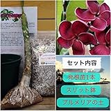 【希少なハイブリッド種】プルメリアのベアルート発根苗 ‘Black Ruby'（数量限定） 栽培セット【スリット鉢・プルメリア専用培養土・栽培説明書つき】