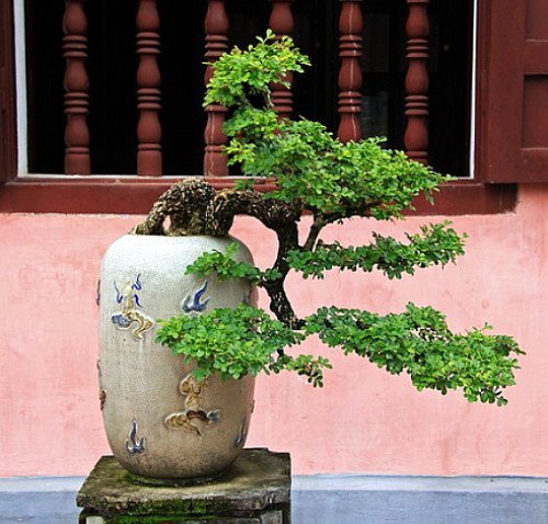 Káº¿t quáº£ hÃ¬nh áº£nh cho Aglaia duperreana bonsai