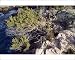 61yKcWddRhL. SL75  Juniper Bonsai