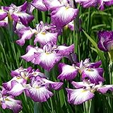 花菖蒲「紅童」