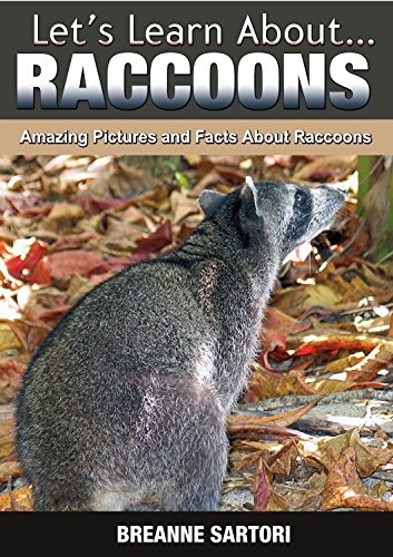 Raccoons: Amazing Pictures and Facts About Raccoons (Let's Learn About)