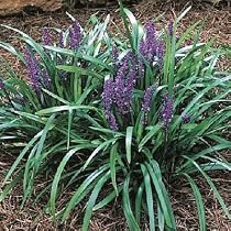 Royal Purple Liriope - Lilyturf - Very Hardy -Sun/Shade