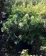 Dwarf Bottlebrush Five Gallon