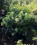 Dwarf Bottlebrush Five Gallon