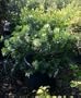 Dwarf Bottlebrush Five Gallon