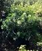 Dwarf Bottlebrush Five Gallon