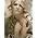 Thumbnail image of Miranda Lambert