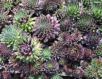 Hens and Chicks 200 Seeds