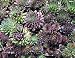 Hens and Chicks 200 Seeds