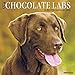 2016 Just Chocolate Labs Wall Calendar