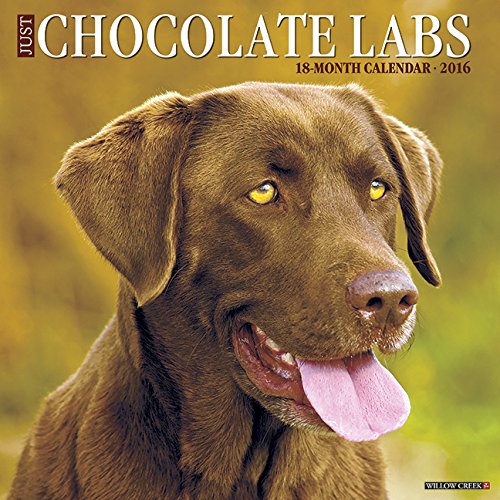 2016 Just Chocolate Labs Wall Calendar