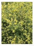 Japanese Holly, Ilex Crenata Variegata Photographic Poster Print by Geoff Kidd, 18x24