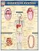 Digestive System Quick Study Guide Digestive System Quick Study Guide 8½" x 11" laminated fold out guide.