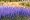 Blue Carpet Veronica Perennial 4 Plants - Speedwell