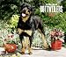 rottweiler34  - Rottweilers For the Love of 2010 Deluxe Wall