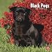 pug21 - Pugs Black 2010 Square Wall Multilingual Edition