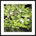 Pellegrino Yosemite Pond Framed Giclee