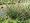 Pond Plant Starter Kit 1 Aquatic Marginal and Lilies