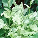 【宿根草】ホスタ「ホワイト・フェザー」