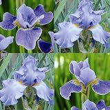 Iris Blue Metal and Silver Edge