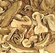 Porcini Mushrooms - Grade Super A
