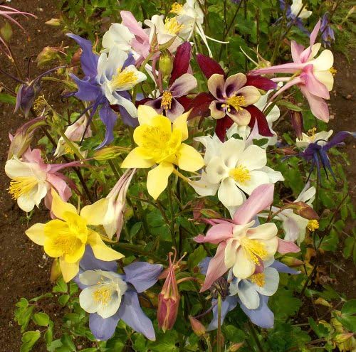 1 each of Black eyed Susan, Columbine, Purple Coneflower, Creeping Thyme, Moss Verbena