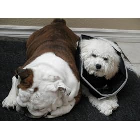 Comfy Cone Pet E-Collar