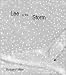 Book Lee of the Storm