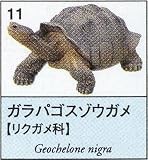 ユージン 原色爬虫類カメ目図鑑 ガラパゴスゾウガメ ガチャポン チョコエッグフィギュア