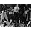 Vignette de Sex Pistols