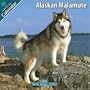 Alaskan Malamute 2010 Wall Calendar #10004-10