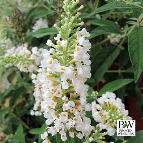 Lo & Behold ® Buddleia x 'Ice Chip' PPAF - Butterfly Bush -4 Lo & Behold ® Buddleia x 'Ice Chip' PPAF - Butterfly Bush -4