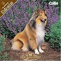 Collie 2008 Wall Calendar (English, Spanish, French, Italian and German Edition)