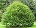 EUROPEAN HORNBEAM - CARPINUS BETULUS - GARDEN OR BONSAI - 10 SEEDS