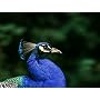 Panasonic H-FS100300E Telezoom Lumix G F4,0-5,6/ 1&hellip von Panasonic