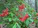 Red Buckeye (Aesculus pavia)