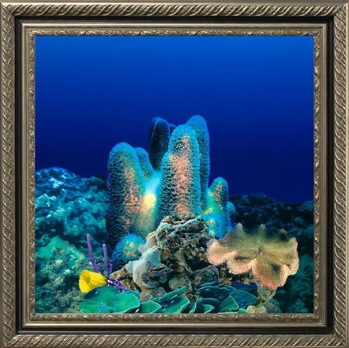 AquaVista AV500CRBAVI Wall-Mounted Aquarium AV 500 Coral Reef Background with Virgo Frame