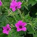 GERANIUM PATRICIA-Superb Birthday Gift/Plant & Flo