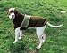 Rugby Style Handmade Wool Dog Sweater