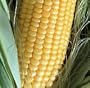 Organic True Gold Sweet Corn - 100 Seeds