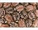 Photographic Prints of Castor Oil Seeds from Ardea Wildlife Pets