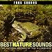 Frog Chorus