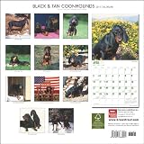 Black and Tan Coonhounds 2011 Calendar