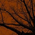 Twilight Trees Left - Rust (24 x 24")