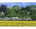 Photographic Prints of Extensive mature flowering hedge - on edge of dandelion filled meadow from Ardea Wildlife Pets