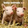 Baby Animals 2011 7X7 Mini Wall