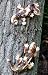 Outdoor Living : Gecko Set, Tree Ormament - Give Your Trees Personality