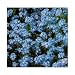 Blue Ball Forget Me Not - 100 Seeds
