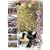 �����̓� �����I�s 1 �R���X�y�V���� ������ ����V���[�Y VOL.1 [DVD]
