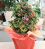季節の花　黄色と赤い実付きのピラカンサ鉢植え6号鉢植え